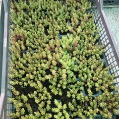 Sedum Çiçeği Fidesi - Sedum spp – Yer Örtücü-Yayılıcı Bitki