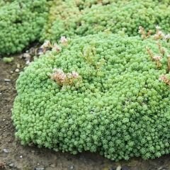 Sedum Çiçeği Fidesi - Sedum spp – Yer Örtücü-Yayılıcı Bitki