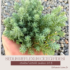 Sedum Reflexum Dam Koruğu – Yer Örtücü-Yayılıcı Bitki