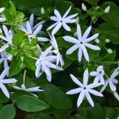 Beyaz Yasemin Fidanı Kokulu – Jasminum