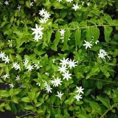 Beyaz Yasemin Fidanı Kokulu – Jasminum