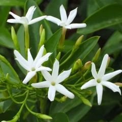 Beyaz Yasemin Fidanı Kokulu – Jasminum