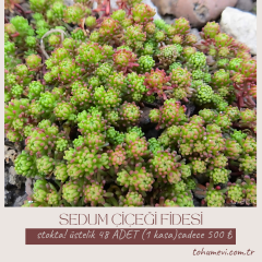 Sedum Çiçeği Fidesi – Yer Örtücü-Yayılıcı Bitki (1 KASA /48 adet fide)