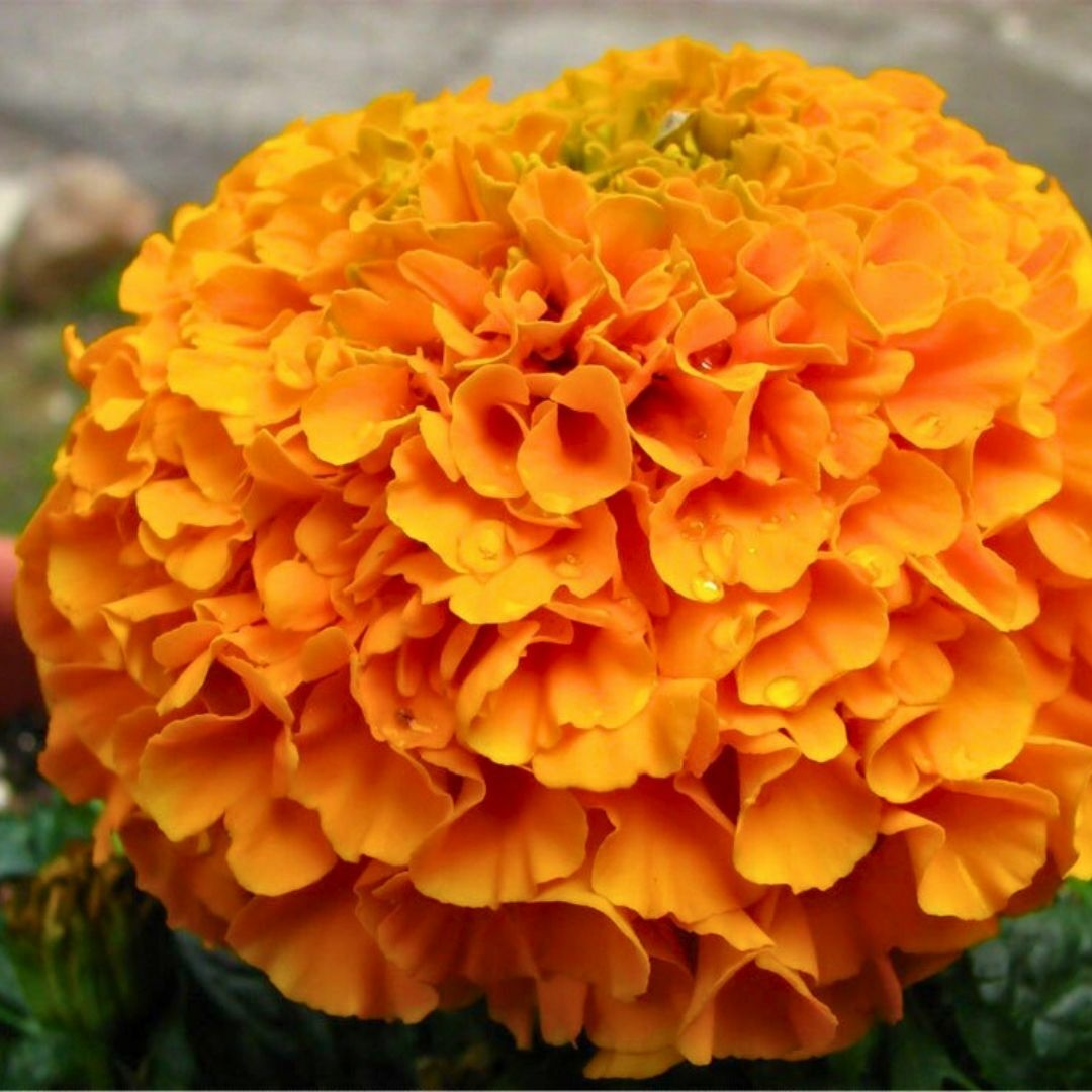 İri Kafa Kadife Çiçeği Fidesi Turuncu - African Marigold