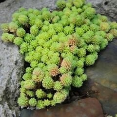 Sedum Çiçeği Fidesi – Yer Örtücü-Yayılıcı Bitki (1 KASA /48 adet fide)