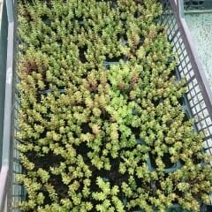 Sedum Çiçeği Fidesi – Yer Örtücü-Yayılıcı Bitki (1 KASA /48 adet fide)