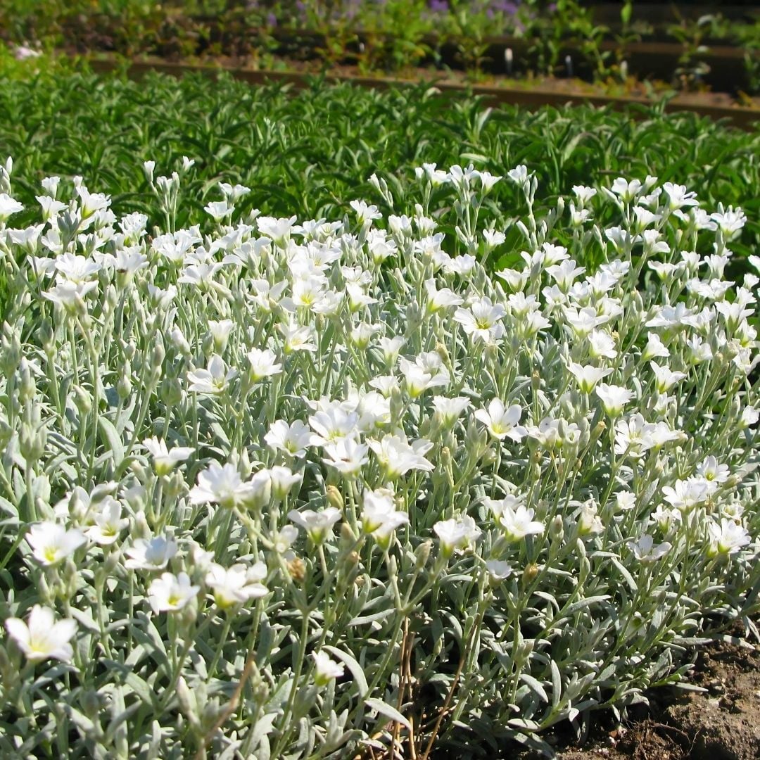 Cerastium tomentosum - Yazkarı - Fare kulağı fidesi (1 KASA /48 adet fide)