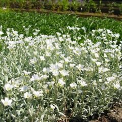 Cerastium tomentosum - Yazkarı - Fare kulağı fidesi (1 KASA /48 adet fide)