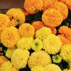 İri Kafa Kadife Çiçeği Fidesi Sarı - African Marigold