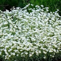Cerastium tomentosum - Yazkarı - Fare kulağı fidesi (1 KASA /48 adet fide)