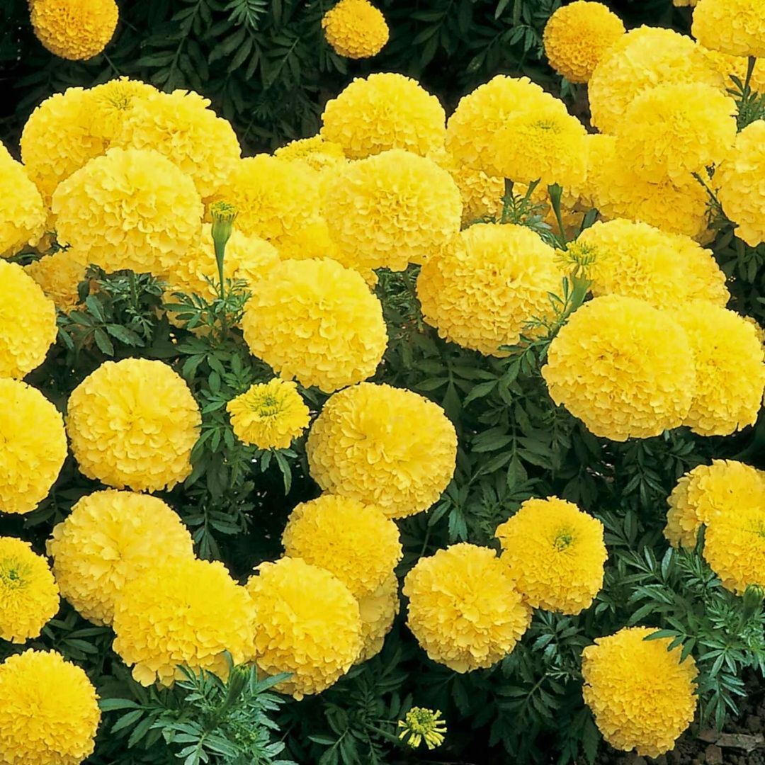 İri Kafa Kadife Çiçeği Fidesi Sarı - African Marigold
