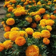 İri Kafa Kadife Çiçeği Fidesi Sarı - African Marigold