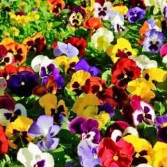 Hercai Menekşe Fidesi - Alacalı – Viola witrockania