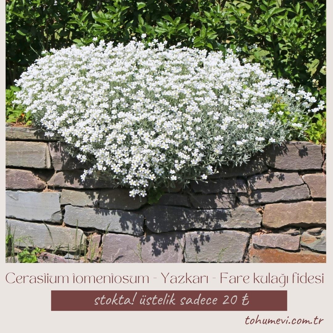 Cerastium tomentosum - Yazkarı - Fare kulağı fidesi