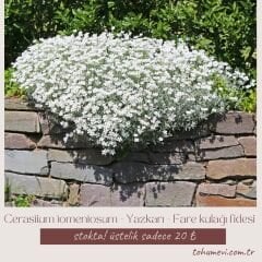 Cerastium tomentosum - Yazkarı - Fare kulağı fidesi