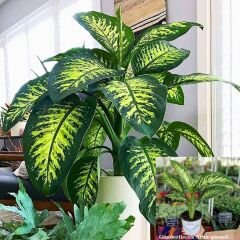 Ağlayan Çiçek - Difenbahya Çiçeği - Dieffenbachia Camilla