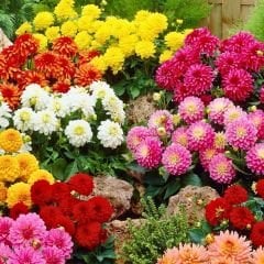 Unvin Melez Yıldızı - Bodur Dahlia Yıldız Çiçeği Fidesi