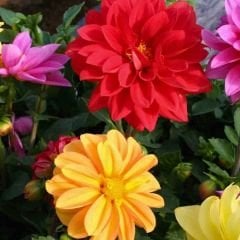 Unvin Melez Yıldızı - Bodur Dahlia Yıldız Çiçeği Fidesi