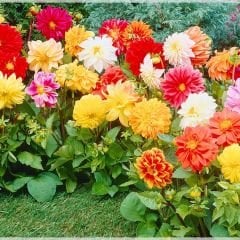 Unvin Melez Yıldızı - Bodur Dahlia Yıldız Çiçeği Fidesi