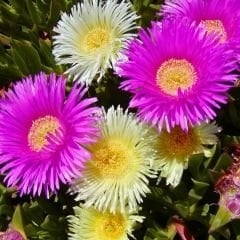Kazayağı Çiçeği Fidesi - Carpobrotus Acinaciformis