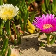 Kazayağı Çiçeği Fidesi - Carpobrotus Acinaciformis