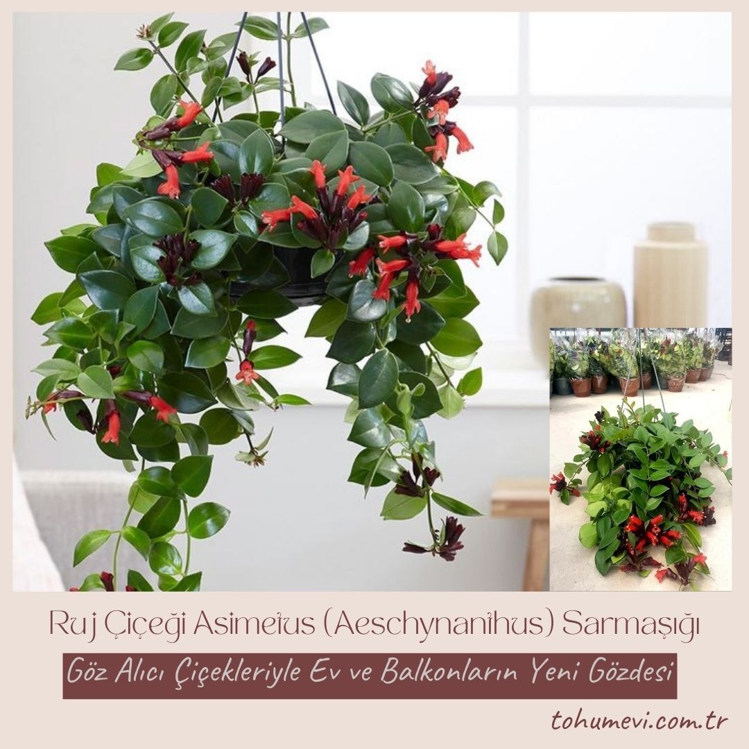Ruj Çiceği - Asimetus / Aeschynanthus Sarmasigi - Ev ve Balkon Bitkisi
