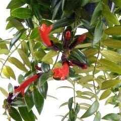 Ruj Çiceği - Asimetus / Aeschynanthus Sarmasigi - Ev ve Balkon Bitkisi