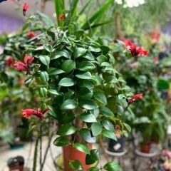 Ruj Çiceği - Asimetus / Aeschynanthus Sarmasigi - Ev ve Balkon Bitkisi