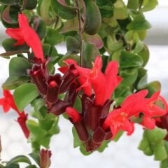 Ruj Çiceği - Asimetus / Aeschynanthus Sarmasigi - Ev ve Balkon Bitkisi