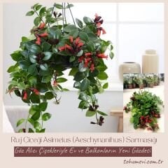Ruj Çiceği - Asimetus / Aeschynanthus Sarmasigi - Ev ve Balkon Bitkisi