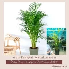 Areka Palmiyesi - Areca Lutescens