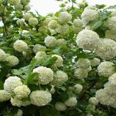 Kartopu ağacı fidanı - viburnum opulus - (5 lt lik saksıda 50/70cm boyunda)