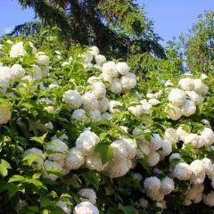 Kartopu ağacı fidanı - viburnum opulus - (5 lt lik saksıda 50/70cm boyunda)