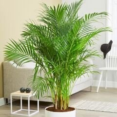 Areka Palmiyesi - Areca Lutescens