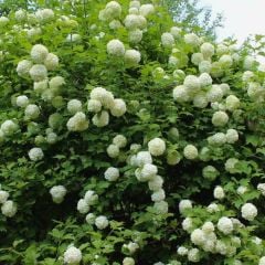 Kartopu ağacı fidanı - viburnum opulus - (5 lt lik saksıda 50/70cm boyunda)