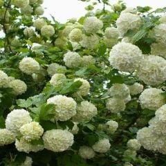 Kartopu ağacı fidanı - viburnum opulus - (7,5 lt lik saksıda 110/120cm boyunda)
