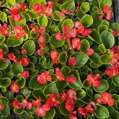 Begonya - Küçük Hanım Çiçeği Fidesi - begonia (1 KASA /48 adet fide)