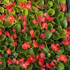 Begonya - Küçük Hanım Çiçeği Fidesi - begonia (1 KASA /48 adet fide)