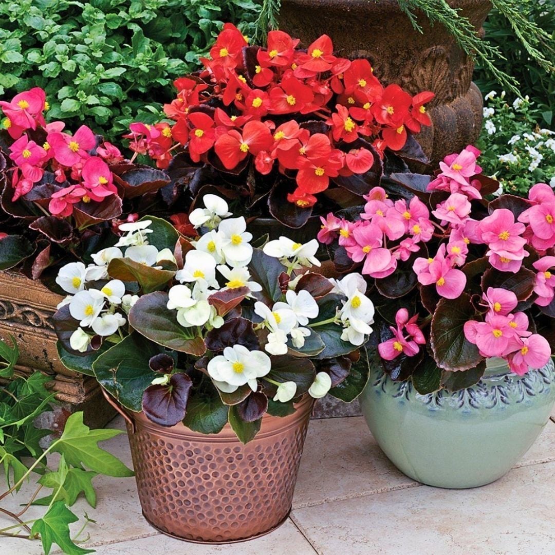 Begonya - Küçük Hanım Çiçeği Fidesi - begonia (1 KASA /48 adet fide)