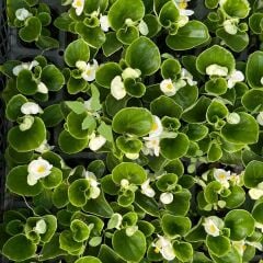 Begonya - Küçük Hanım Çiçeği Fidesi - begonia (1 KASA /48 adet fide)