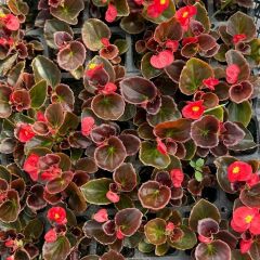 Begonya - Küçük Hanım Çiçeği Fidesi - begonia (1 KASA /48 adet fide)