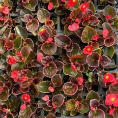 Begonya - Küçük Hanım Çiçeği Fidesi - begonia (1 KASA /48 adet fide)