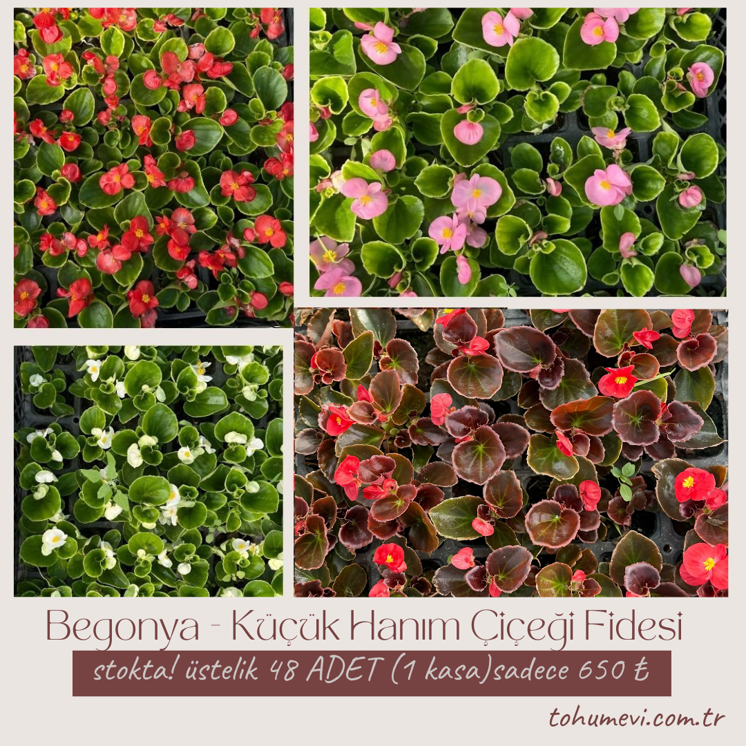 Begonya - Küçük Hanım Çiçeği Fidesi - begonia (1 KASA /48 adet fide)