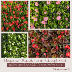Begonya - Küçük Hanım Çiçeği Fidesi - begonia (1 KASA /48 adet fide)