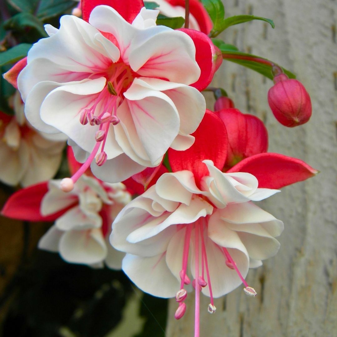 Küpe Çiçeği  Leonita Katlı Sarkan Saksılı - Kırmızı Beyaz