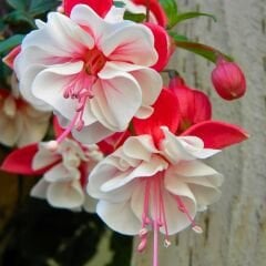 Küpe Çiçeği  Leonita Katlı Sarkan Saksılı - Kırmızı Beyaz