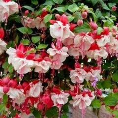 Küpe Çiçeği  Leonita Katlı Sarkan Saksılı - Kırmızı Beyaz