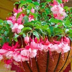 Küpe Çiçeği  Leonita Katlı Sarkan Saksılı - Kırmızı Beyaz