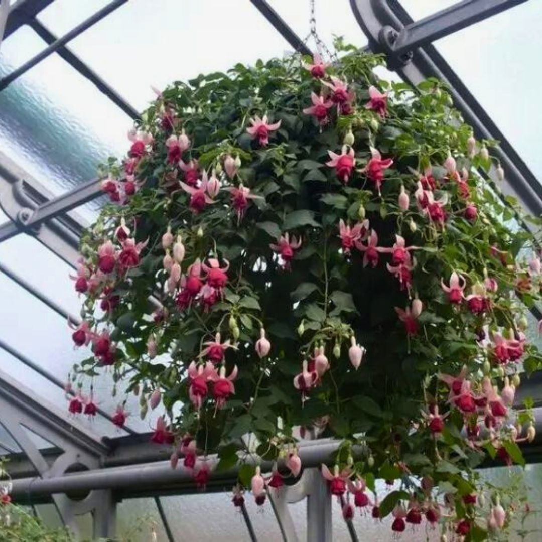 Küpe Çiçeği  Leonita Katlı Sarkan Saksılı - Pembe