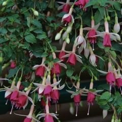 Küpe Çiçeği  Leonita Katlı Sarkan Saksılı - Pembe